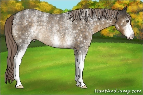 Horse Color:White Spotted Chocolate Palomino Roan Rabicano 