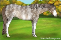 Horse Color:White Spotted Chocolate Palomino Roan Rabicano