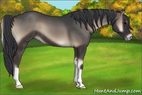 Horse Color:Blue Onyx 