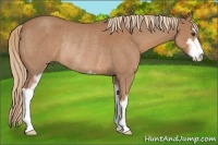Horse Color:Red Roan Sabino Rabicano 