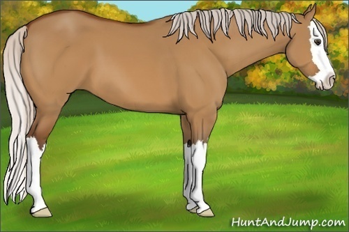 Horse Color:Silver Buckskin Dun Sabino Splash 