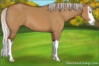 Horse Color:Silver Buckskin Dun Sabino Splash 