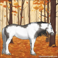 Horse Color:Grullo Splash Frame 