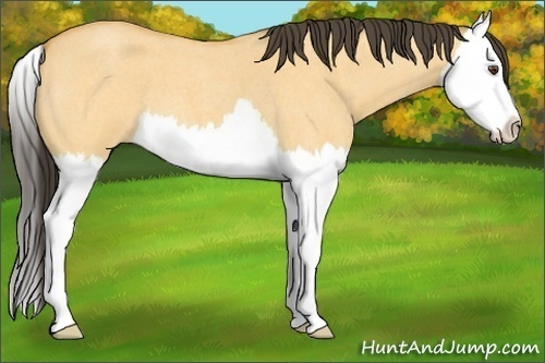 Horse Color:Buckskin Roan Dun Splash 