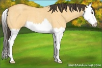 Horse Color:Buckskin Roan Dun Splash 