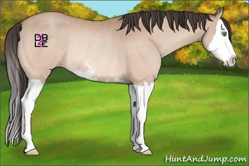 Horse Color:Sable Champagne Sabino Splash Rabicano 
