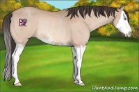 Horse Color:Sable Champagne Sabino Splash Rabicano