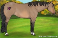 Horse Color:Brown Dun