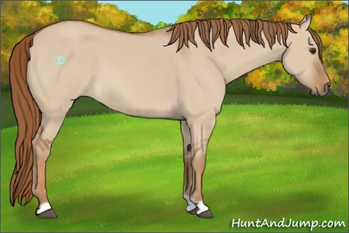 Horse Color:Red Dun 