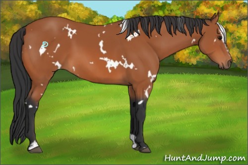 Horse Color:White Spotted Bay Sabino