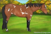 Horse Color:White Spotted Bay Sabino 