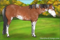 Horse Color:Bay Sabino Rabicano