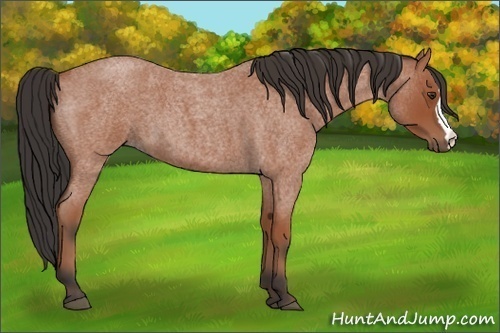 Horse Color:Bay Roan 