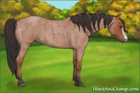 Horse Color:Bay Roan 