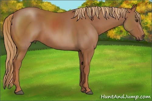 Horse Color:Chestnut 