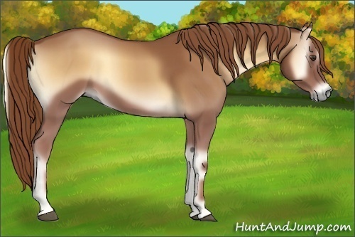 Horse Color:Red Onyx 