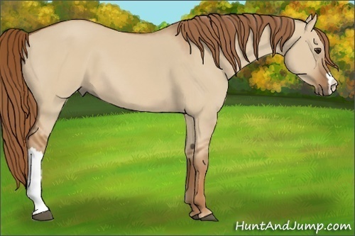 Horse Color:Red Dun 