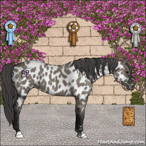 Horse Color:Grullo Appaloosa 