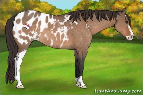 Horse Color:Brown Dun Sabino Appaloosa