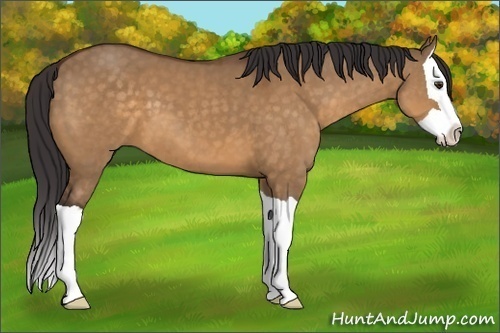 Horse Color:Buckskin Dun Splash