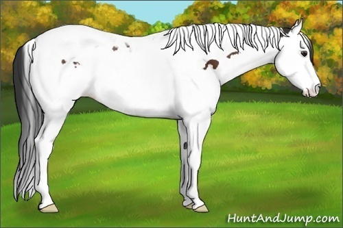 Horse Color:Brown Splash Tobiano 