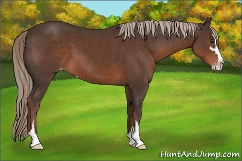 Horse Color:Liver Chestnut Sabino Appaloosa