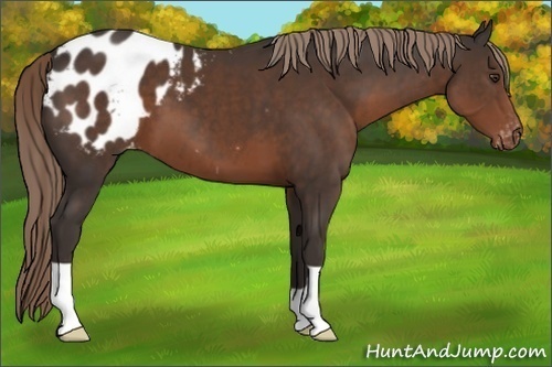 Horse Color:Liver Chestnut Appaloosa 