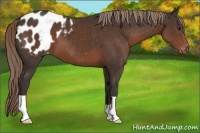 Horse Color:Liver Chestnut Appaloosa 