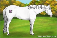 Horse Color:White Spotted Black Ice 