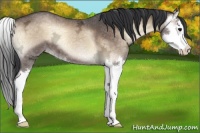 Horse Color:Brown Ice Onyx Splash Appaloosa