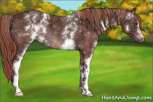 Horse Color:White Spotted Chestnut Ice 