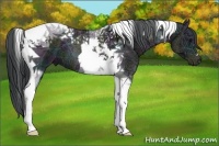 Horse Color:Midnight Black Ice Tobiano 