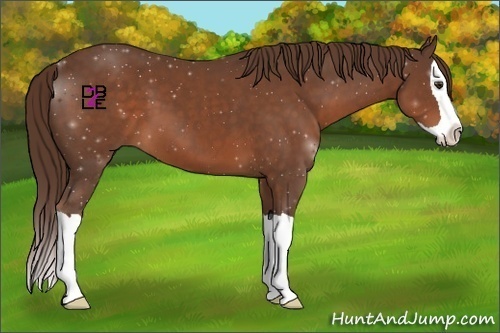 Horse Color:Liver Chestnut Splash