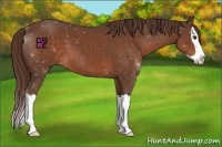 Horse Color:Liver Chestnut Splash 