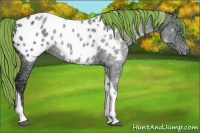 Horse Color:Watercolor Smoky Grullo Ice Pearl Tobiano Appaloosa 