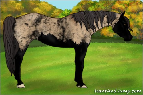 Horse Color:Void White Spotted Buckskin Dun Splash Rabicano