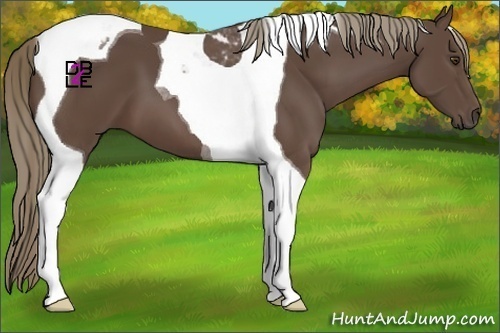 Horse Color:Liver Chestnut Tobiano 