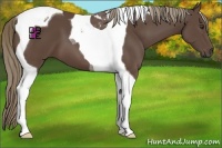 Horse Color:Liver Chestnut Tobiano 