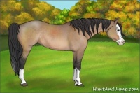 Horse Color:Brown Dun Sabino Splash Rabicano