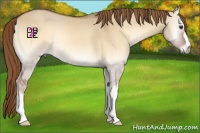 Horse Color:Red Dun Onyx 
