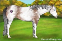 Horse Color:White Spotted Bay Roan Splash