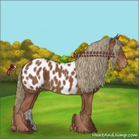Horse Color:Chestnut Appaloosa 