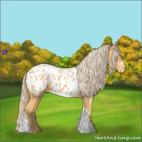 Horse Color:Palomino Appaloosa 