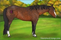 Horse Color:Buckskin Sabino 