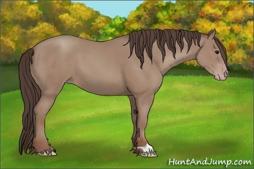 Horse Color:Classic Champagne 