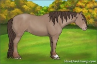 Horse Color:Classic Champagne 