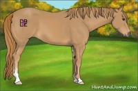 Horse Color:Chestnut Sabino