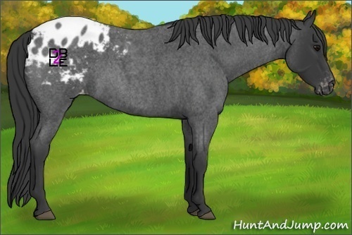 Horse Color:Blue Roan Blanket 