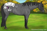 Horse Color:Blue Roan Appaloosa