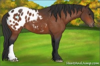 Horse Color:Bay Blanket